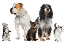 Dogs and cats to indicate Animal Control functions