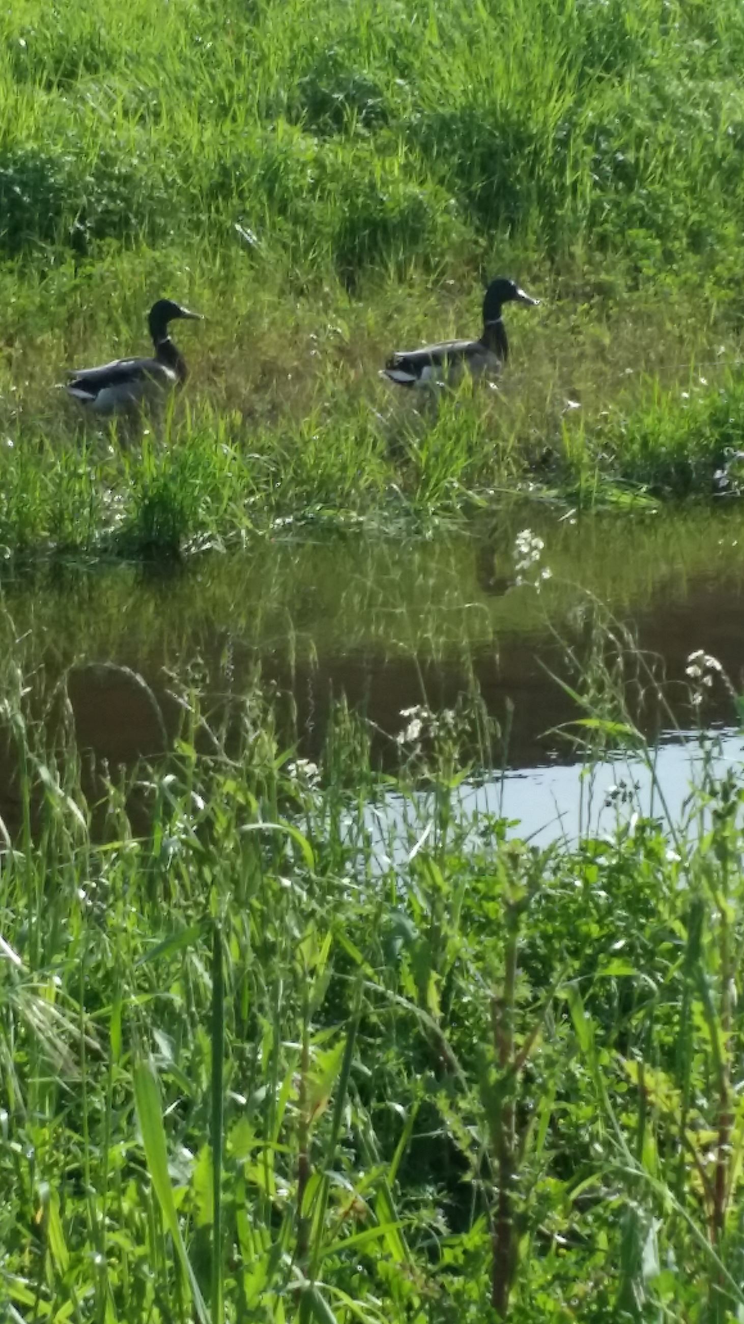 Ducks on West Little Llagas