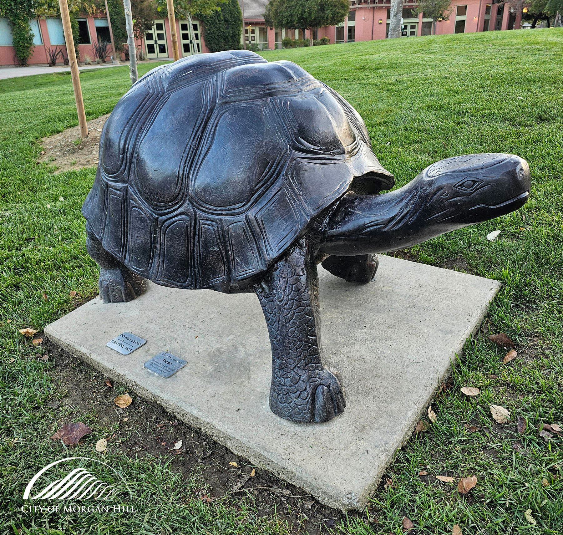 Tessie the Tortoise at the CCC